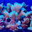 Thumbnail: Green Pavona SPS Coral