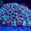 Thumbnail: Frozen Star Favia Coral