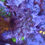Thumbnail: Crayola Plana Acropora SPS Coral