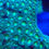 Thumbnail: Bruce Banner Leptastrea LPS Coral. Aquaculture Saltwater LPS Coral