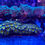 Thumbnail: Captain Jerk Palythoas Aquaculture Saltwater Coral. Grown in USA