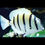 Thumbnail: Convict Tang