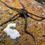 Thumbnail: Reticulated Brittle Star (pack) (Ophionereis reticulata) Clean-Up-Crew