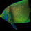Thumbnail: Koran Angelfish