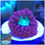 Thumbnail: Orange Blastomussa