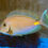 Thumbnail: Tang Gold Coin Monrovia West Africa Fish