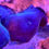 Thumbnail: Discosoma Ultra Blue Mushrooms Coral