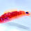 Thumbnail: Exquisite Fairy Wrasse Fish