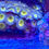 Thumbnail: Captain Jerk Palythoas Aquaculture Saltwater Coral. Grown in USA