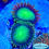 Thumbnail: Green Candy Apple Zoanthids