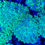 Thumbnail: Green Tip Frogspawn LPS coral