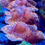 Thumbnail: Orange Pavona SPS coral
