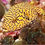 Thumbnail: Mappa Puffer