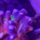Thumbnail: Blue Pocillopora SPS coral