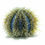 Thumbnail: Urchin Varieties