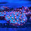 Thumbnail: Meteor Shower Cyphastrea, Aquaculture Saltwater SPS Coral. Grown in USA