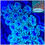 Thumbnail: Neon Green Galaxea (Short Tentacles)