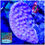 Thumbnail: Turbinaria Purple Scroll LPS Coral