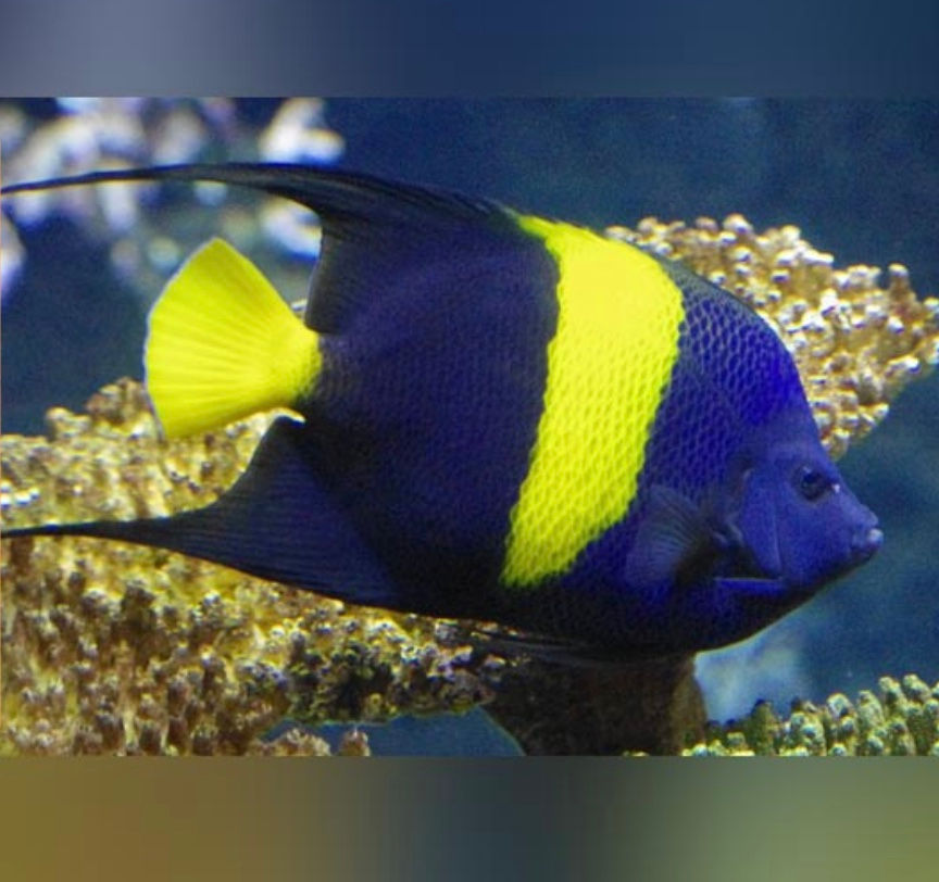 Asfur Angelfish