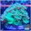 Thumbnail: Turbinaria Green Cup