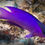 Thumbnail: Black Cap Basslet