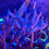 Thumbnail: Purple Montipora Digitata SPS Coral