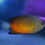 Thumbnail: Rusty Angelfish
