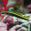 Thumbnail: Cleaner Neon Yellow Line Goby