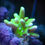 Thumbnail: Electric Lemonade Anacropora Forbesi SPS coral