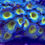 Thumbnail: Captain Jerk Palythoas Aquaculture Saltwater Coral. Grown in USA