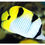 Thumbnail: Falcula Butterflyfish
