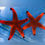 Thumbnail: Fromia Varieties Starfish