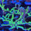 Thumbnail: Electric Lemonade Anacropora Forbesi SPS coral