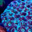 Thumbnail: Frozen Star Favia Coral