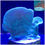 Thumbnail: Green Pavona SPS Coral
