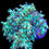 Thumbnail: Green Capnella Leather Soft Aquaculture Saltwater Coral. Grown in USA
