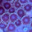 Thumbnail: Black People Eater Zoanthids