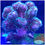 Thumbnail: Green Pocillopora Damicornis Aquaculture Saltwater SPS Coral. Grown in USA