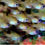 Thumbnail: Blue Eye Cardinal Fiji (Pack of 5) Large Size