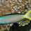 Thumbnail: Mozambique Blenny