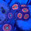 Thumbnail: Everlasting Gobstopper Zoanthids