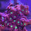 Thumbnail: Favites pentagona “War Coral”
