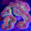 Thumbnail: Trachyphyllia Assorted of Brain Corals