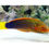 Thumbnail: Coris Wrasse Variations