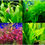 Thumbnail: 10 Species Live Aquarium Plants Mix Package, Freshwater Plants for Aquarium