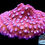 Thumbnail: Cyphastrea Corals Set of 4 | Free Shipping