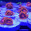 Thumbnail: Fiji Bam Bam Zoanthids
