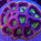 Thumbnail: Dragon's Envy Favia Aquaculture Saltwater LPS Coral. Grown in USA