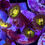 Thumbnail: Pacman Zoanthids coral
