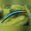 Thumbnail: Blue Cleaner Goby Fish